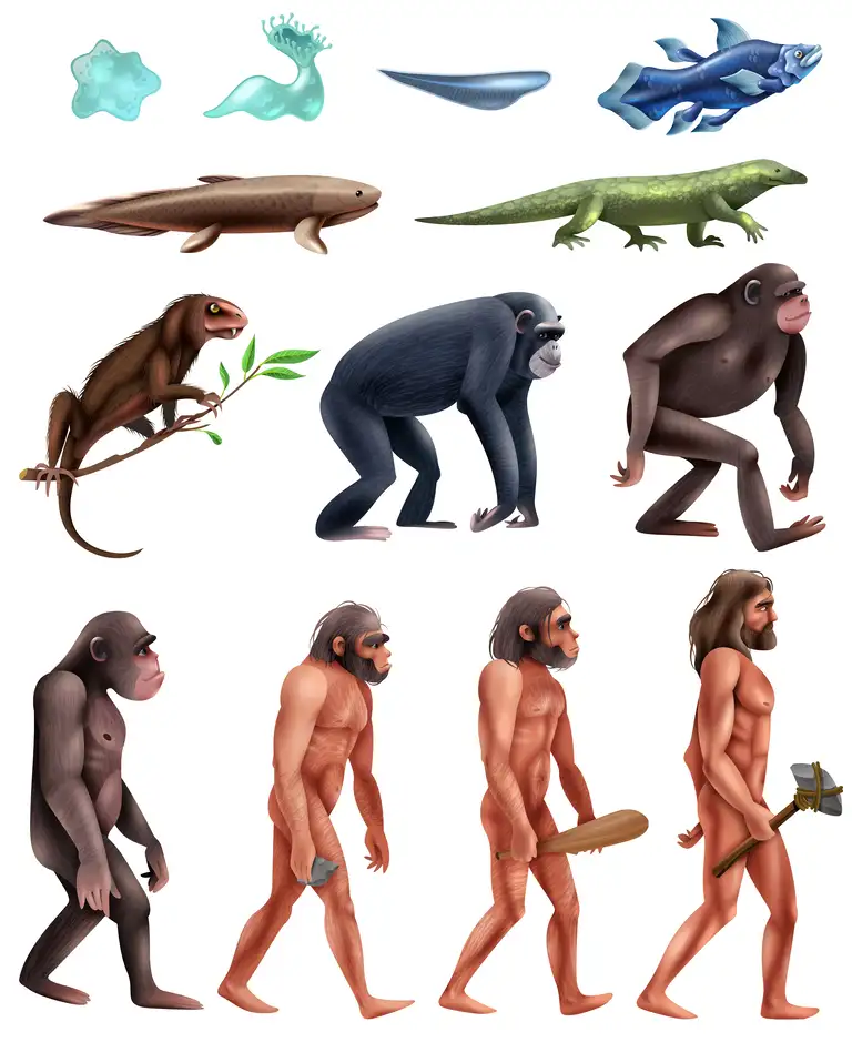 Emberi evolúció